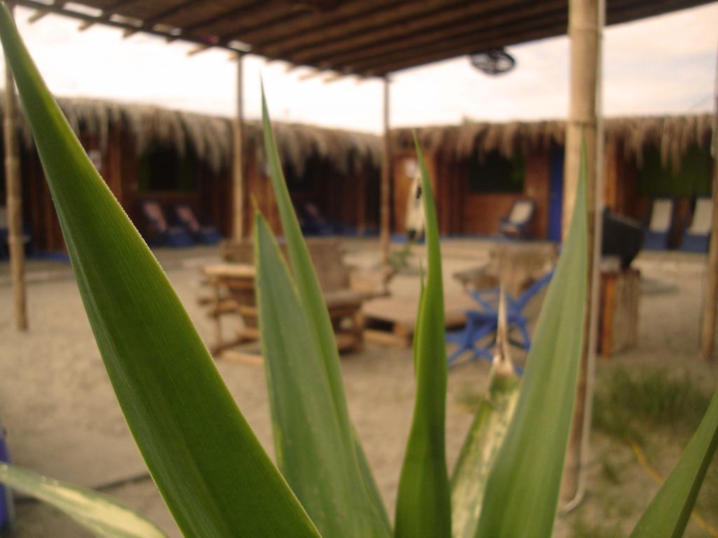 Psygon Surf Camp Hostel Mancora Bagian luar foto